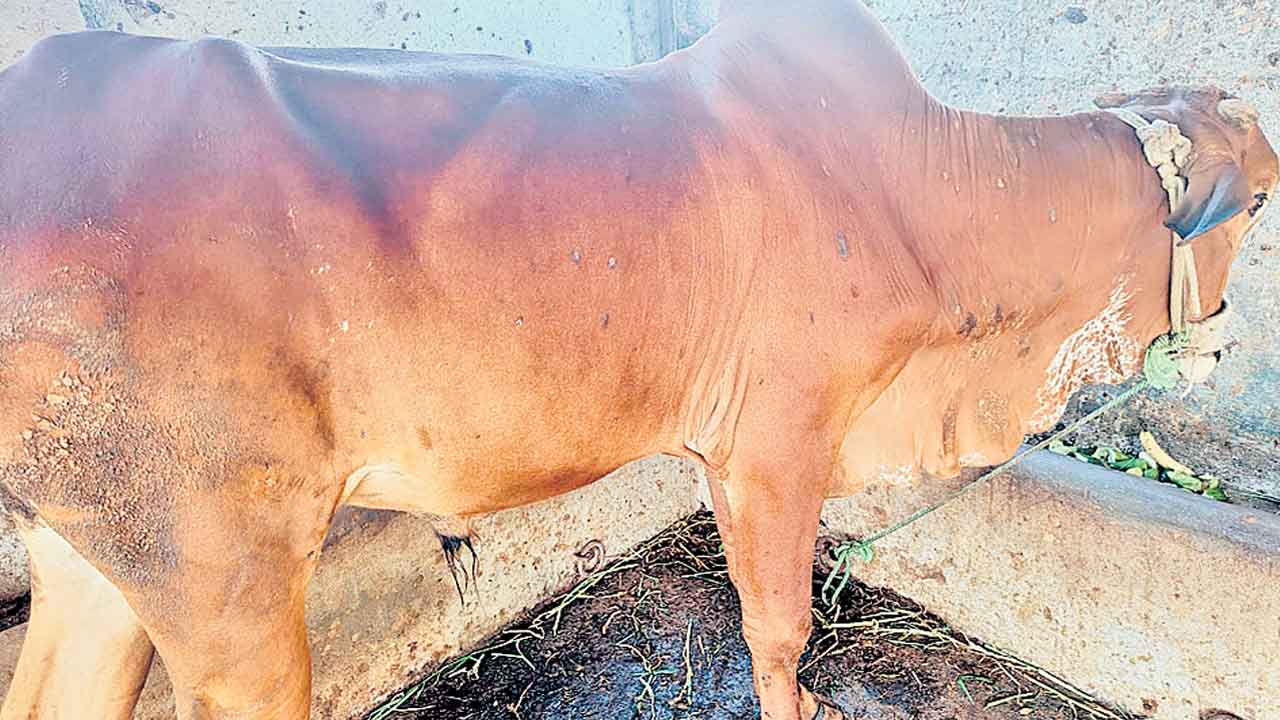 లంపీస్కిన్‌పై యుద్ధం