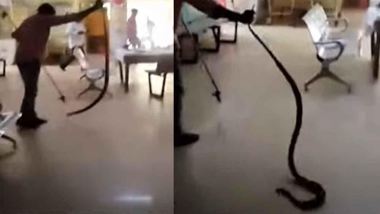 ప్రభుత్వ ఆస్పత్రిలో పాము కలకలం