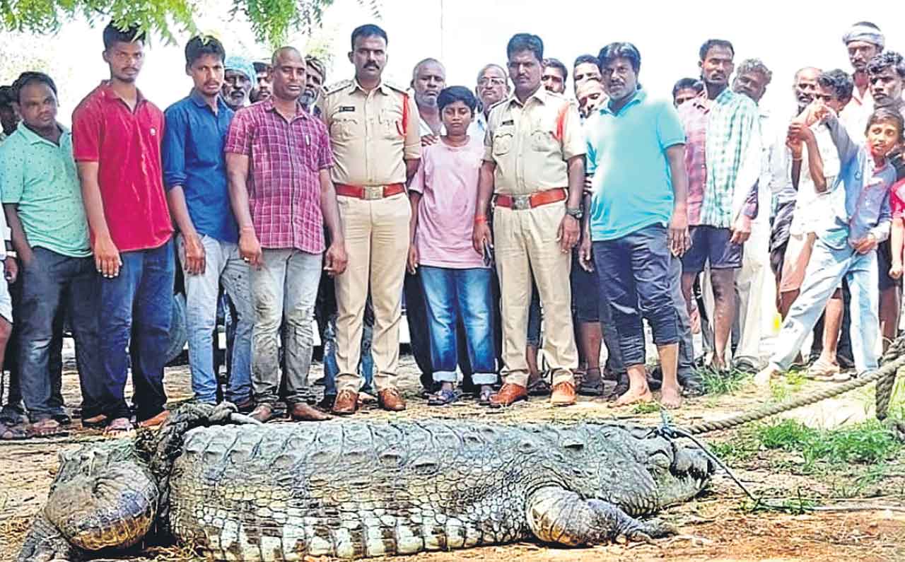 ఈర్లదిన్నెలో మొసలి కలకలం