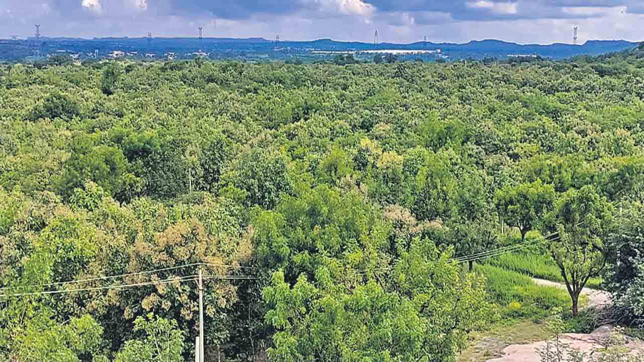 హరితహారంలో అగ్రగామి.. ఇబ్రహీంపట్నం