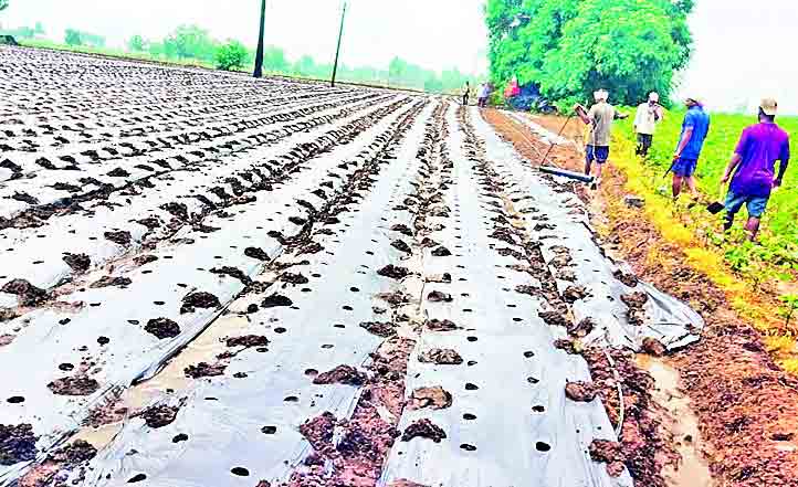 మల్చింగ్‌ పద్ధతిలో మిర్చి సాగు