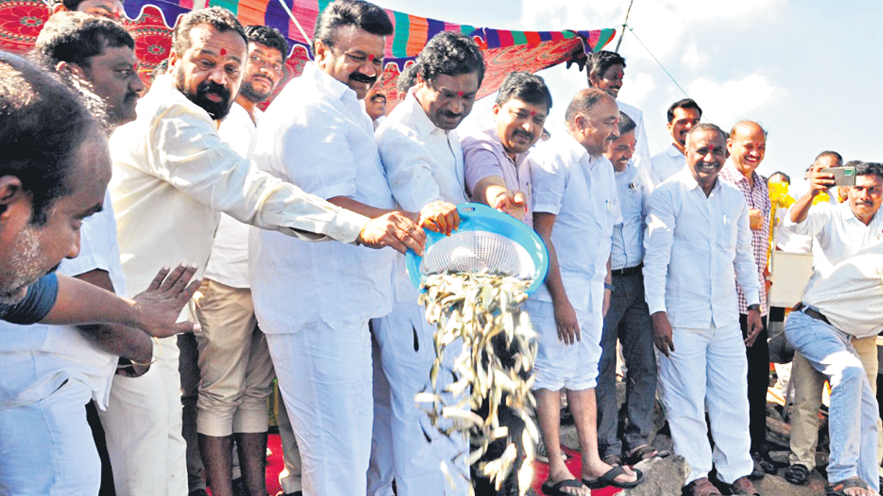 చెరువును చేరిన చేపపిల్ల