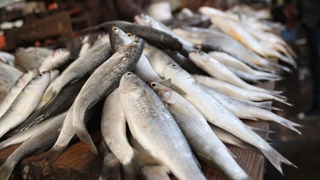 జోరుగా చేపపిల్లల పంపిణీ