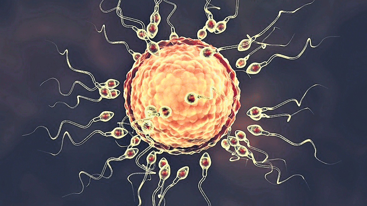 వంధ్యత్వాన్ని నివారించే ప్రొటీన్‌ ఆవిష్కరణ