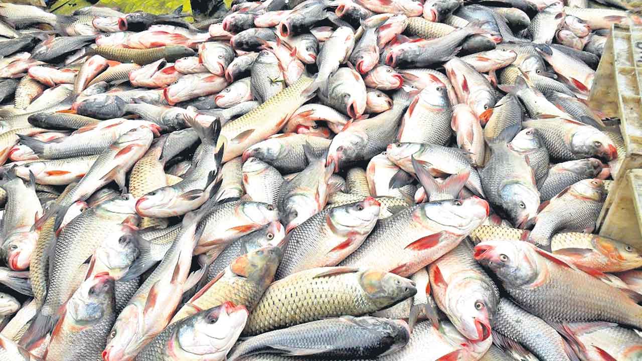 చేపల పెంపకంతో ఆర్థిక చేవ