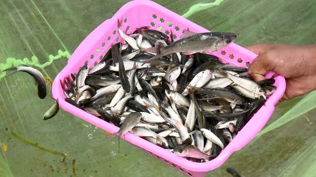 నేడు చేప పిల్లల పంపిణీ