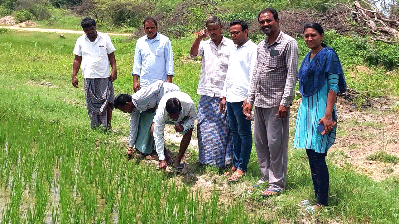 కరువు నేలకు హరిత సోయగం