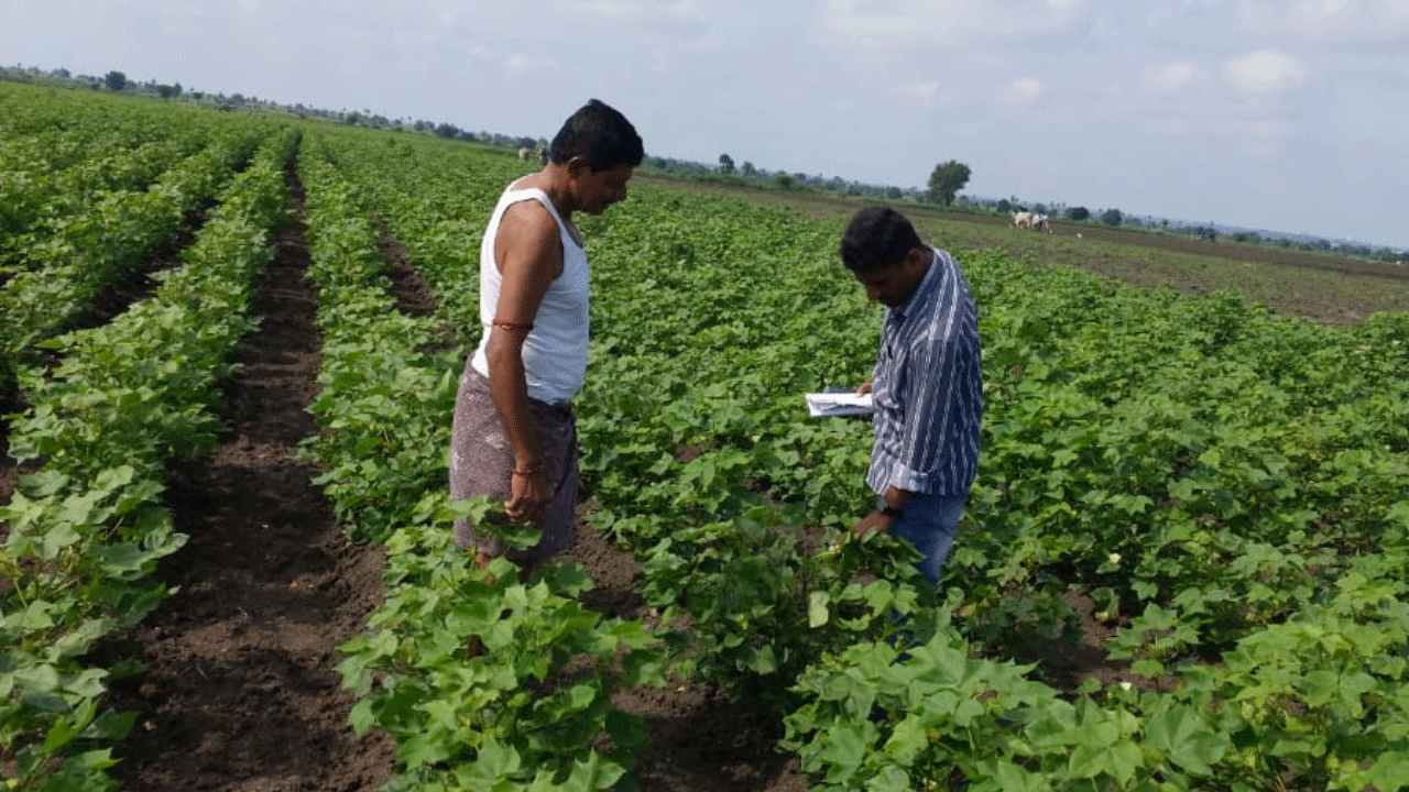 యాజమాన్య పద్ధతులతో తెగుళ్ల నివారణ
