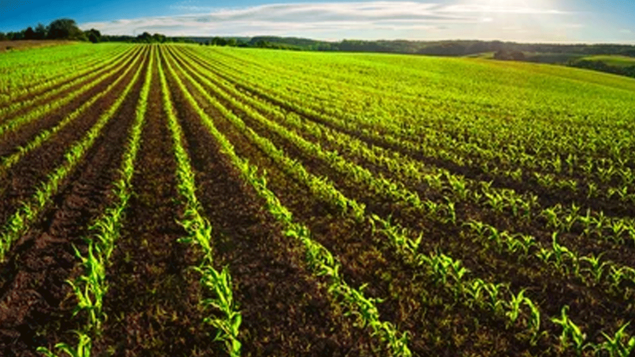 1.34 కోట్ల ఎకరాల్లో సాగు