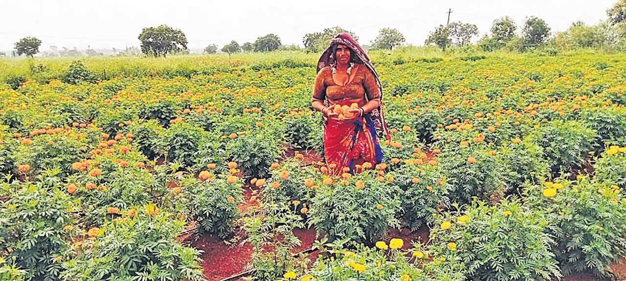 పూల సాగు..లాభాలు బాగు