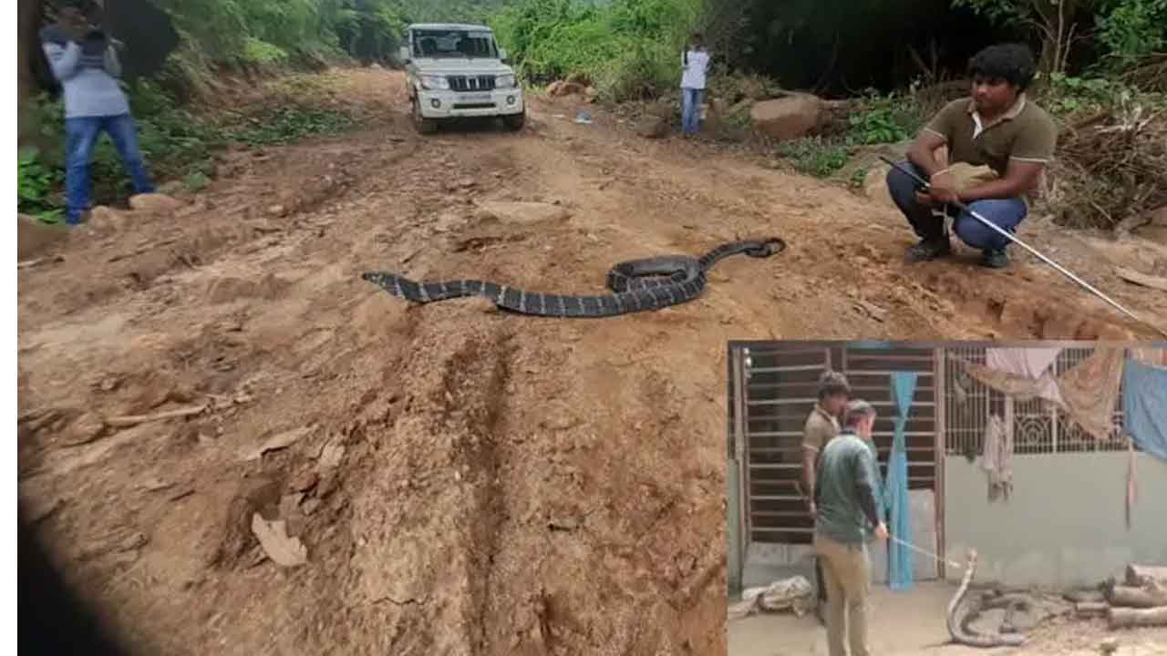 అనకాపల్లి జిల్లాలో ‘గిరినాగు’ పాము కలకలం