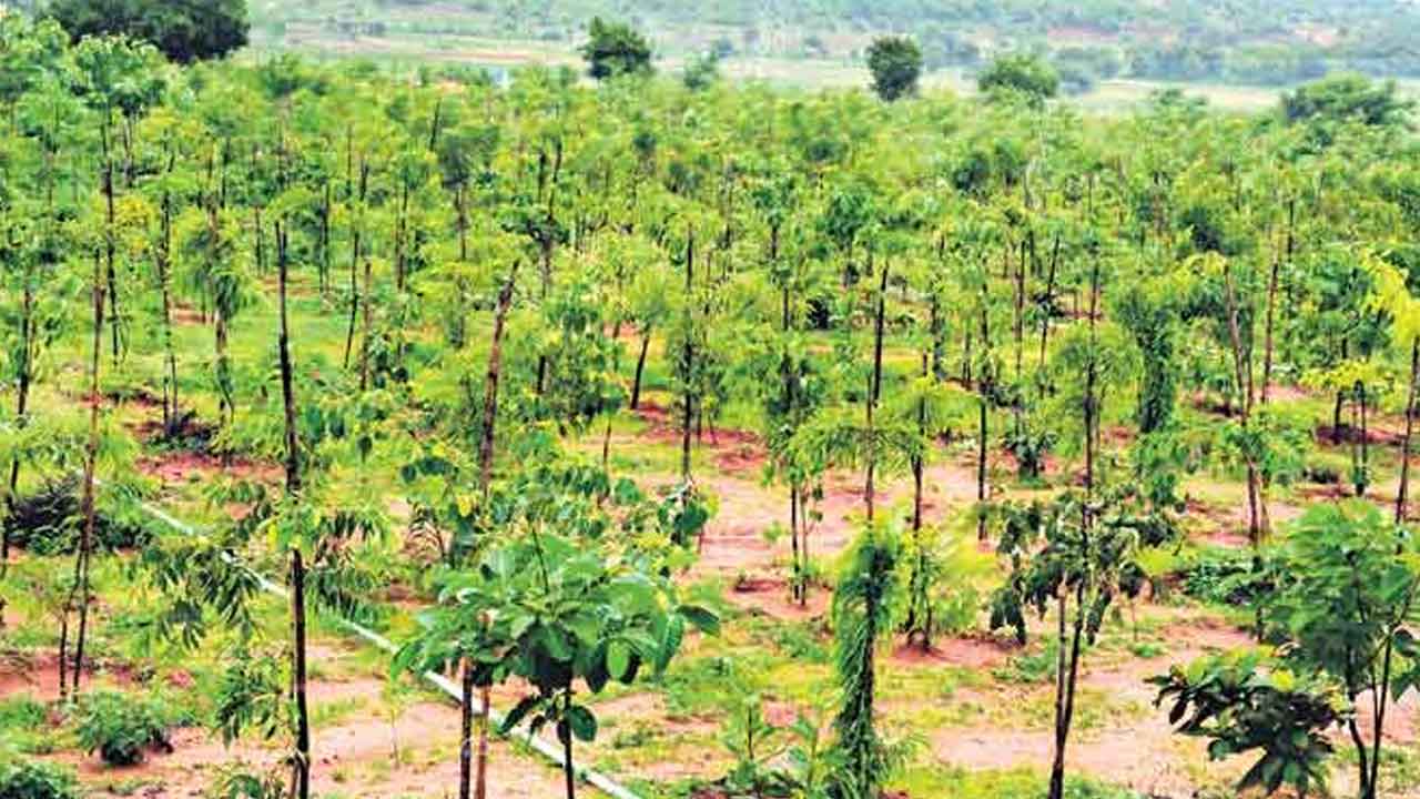 హరితహారం.. సాంకేతిక పథం