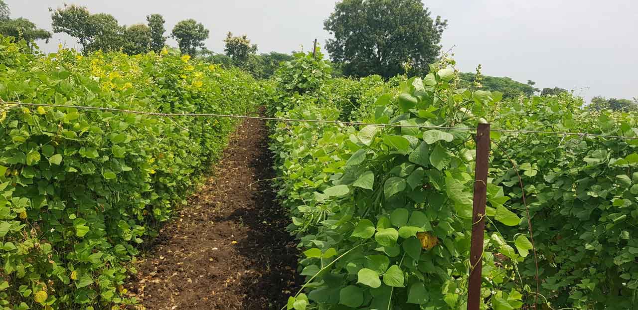 పందిరి సాగు లాభదాయకం