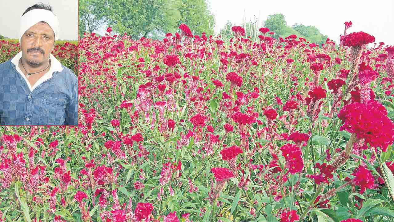 లాభాల పూదోట