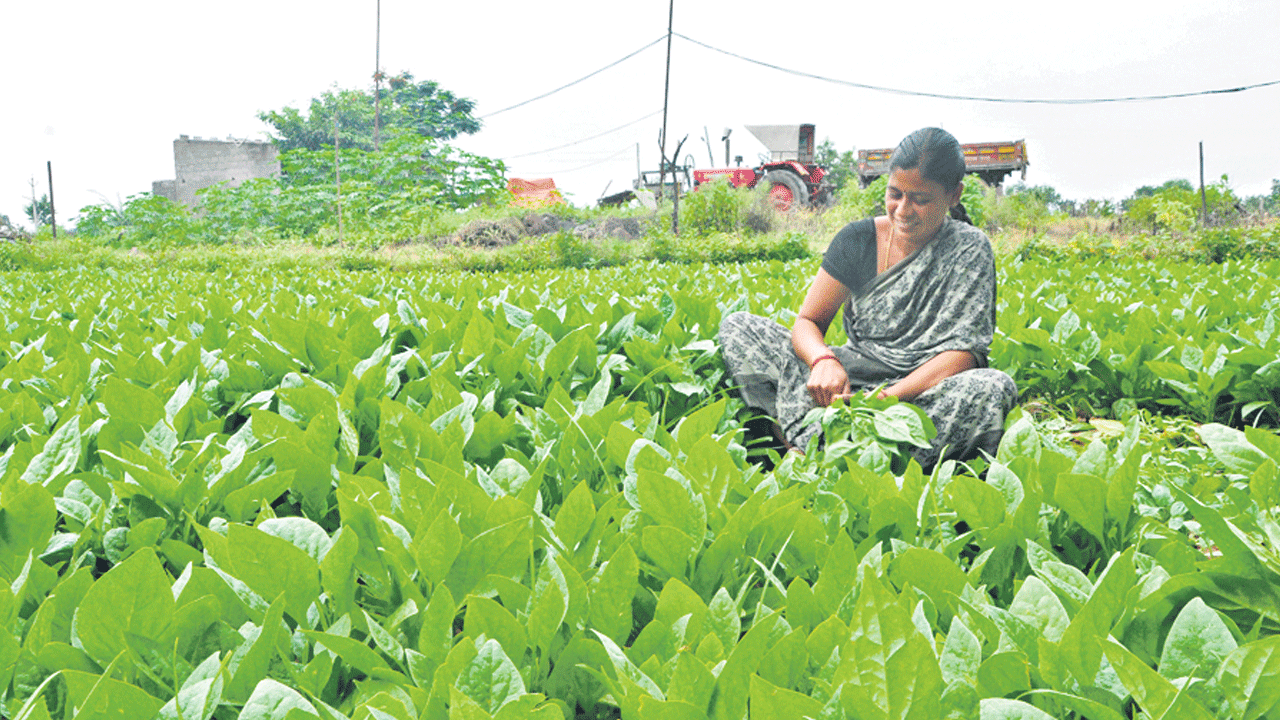 ఆకుకూరలతో ఆరోగ్యమస్తు!