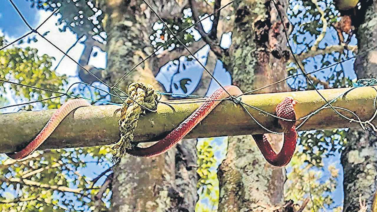 పోలీస్‌స్టేషన్‌కు పాముల రక్షణ!