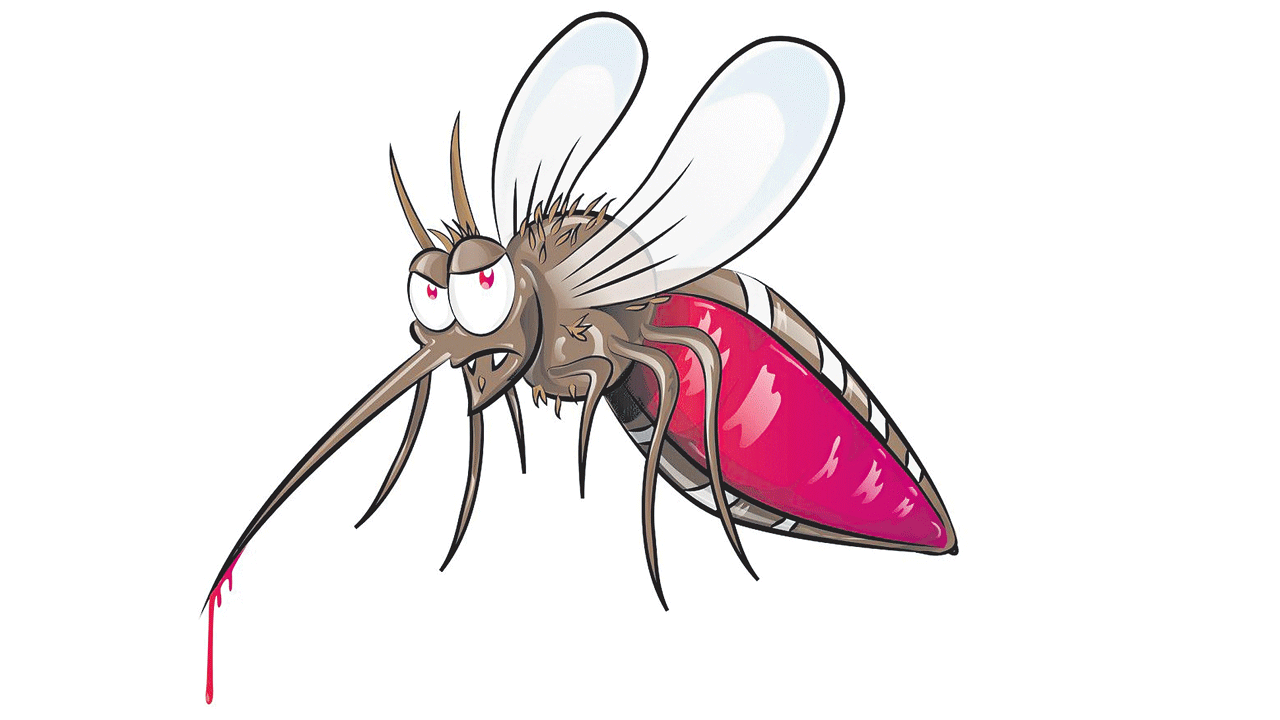 డెంగ్యూను నివారించండి ఇలా..