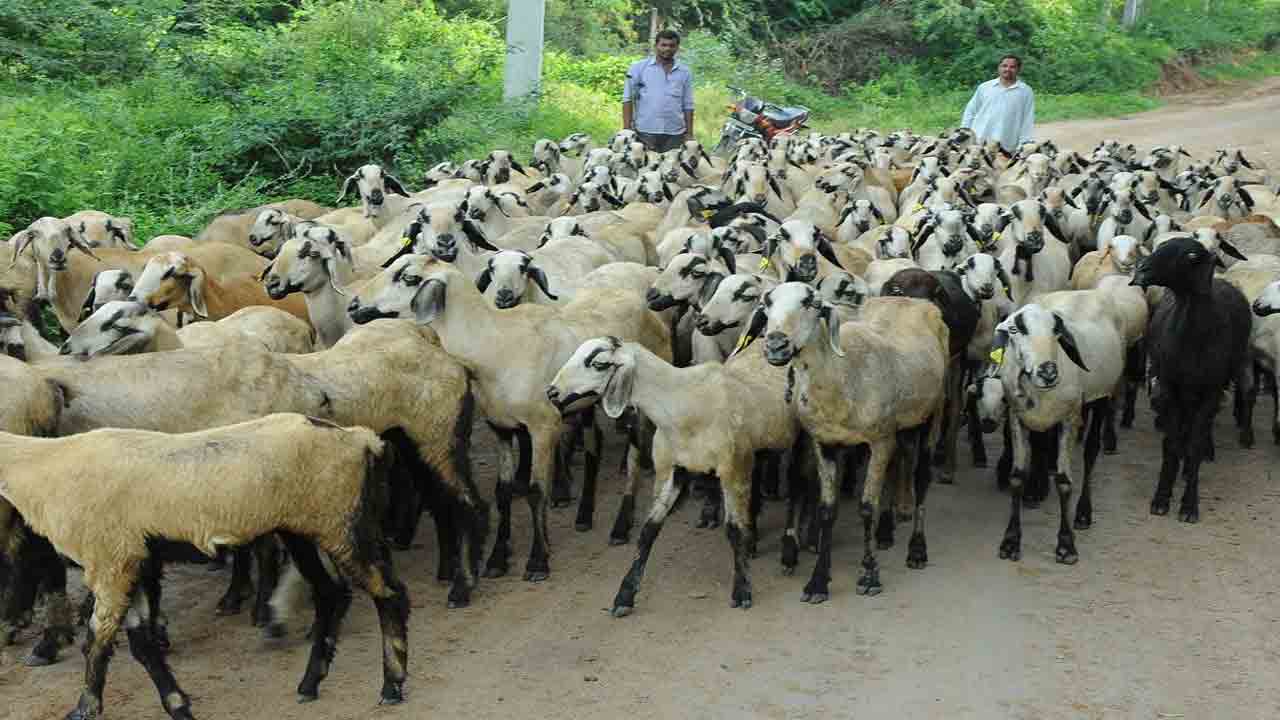 గొర్రెల పంపిణీకి సన్నద్ధం