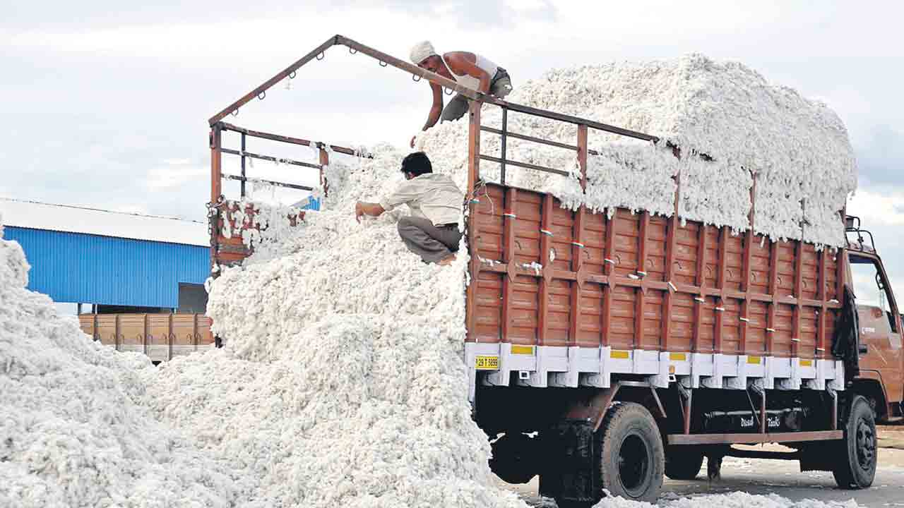 దూదిపూల ఆనందం