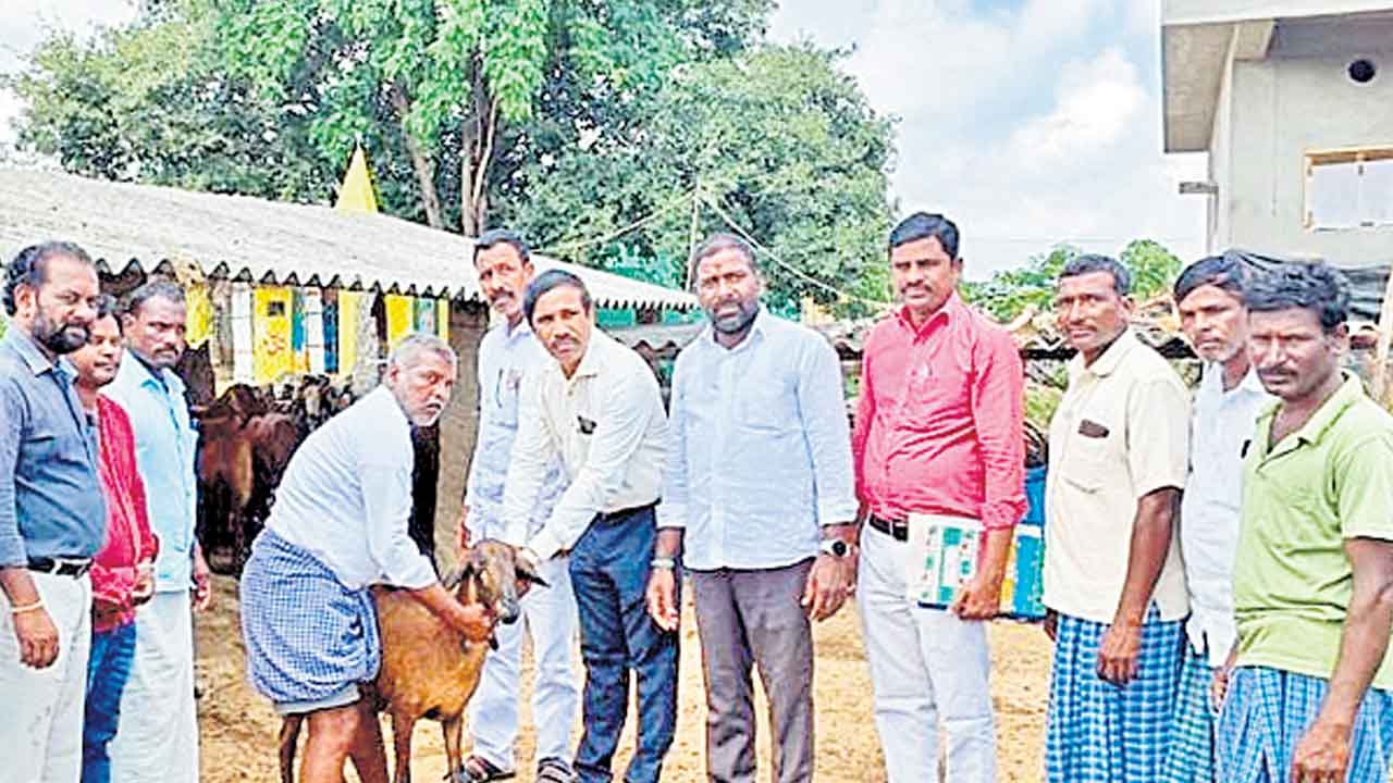 జీవాల ఆరోగ్యంపై యజమానులు దృష్టిపెట్టాలి