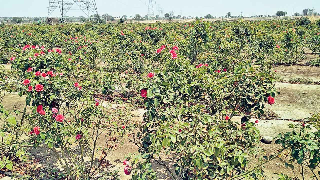 గులాబీ పూలు.. లాభాలు బాగు