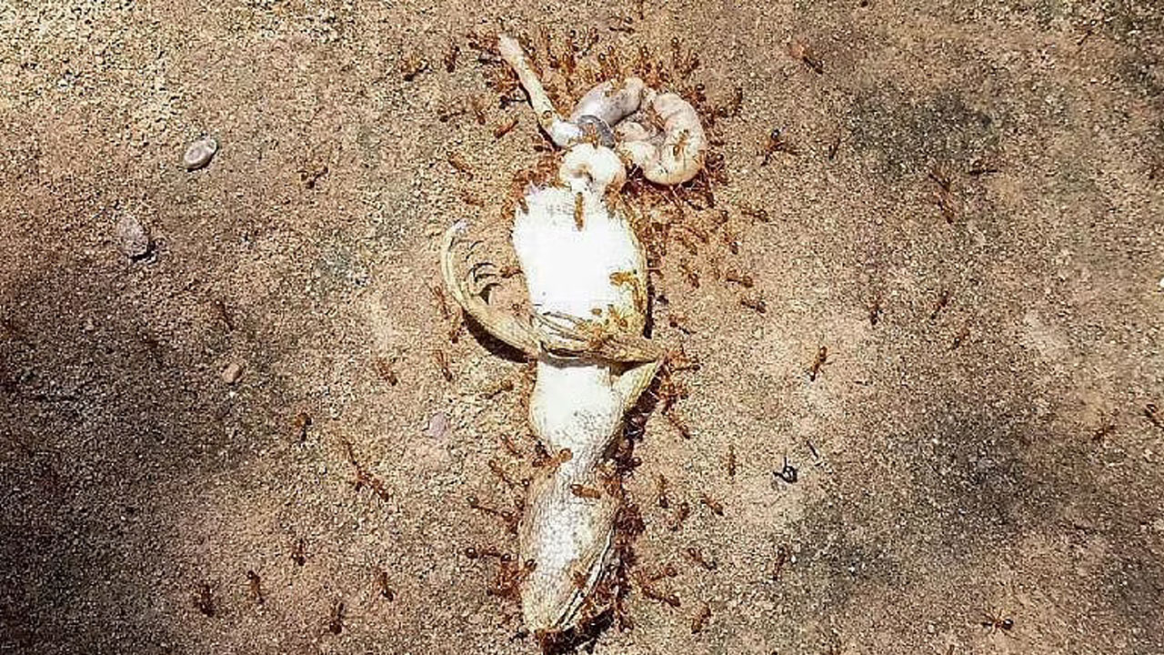 ఒడిశా గ్రామంపై చీమల దండు