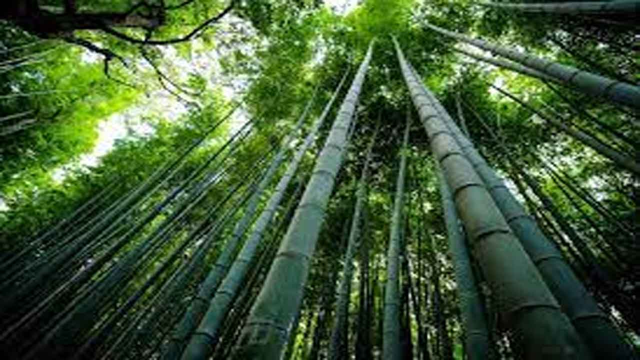 Bamboo | వెదురు బియ్యం తెలుసా.. ఇవి తింటే కలిగే లాభాలు తెలిస్తే అస్సలు వదులుకోలేరు!
