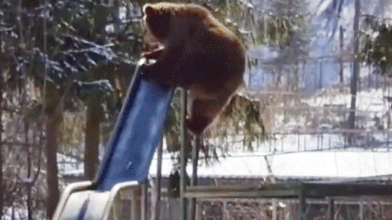 Bear on Slide | జారుడు బల్లపై ఎలుగుబంటి.. వీడియో వైరల్