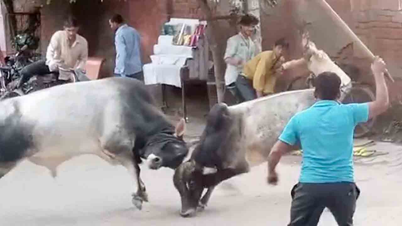 న‌డిరోడ్డుపై రెండు ఎద్దుల భీక‌ర ఫైటింగ్..