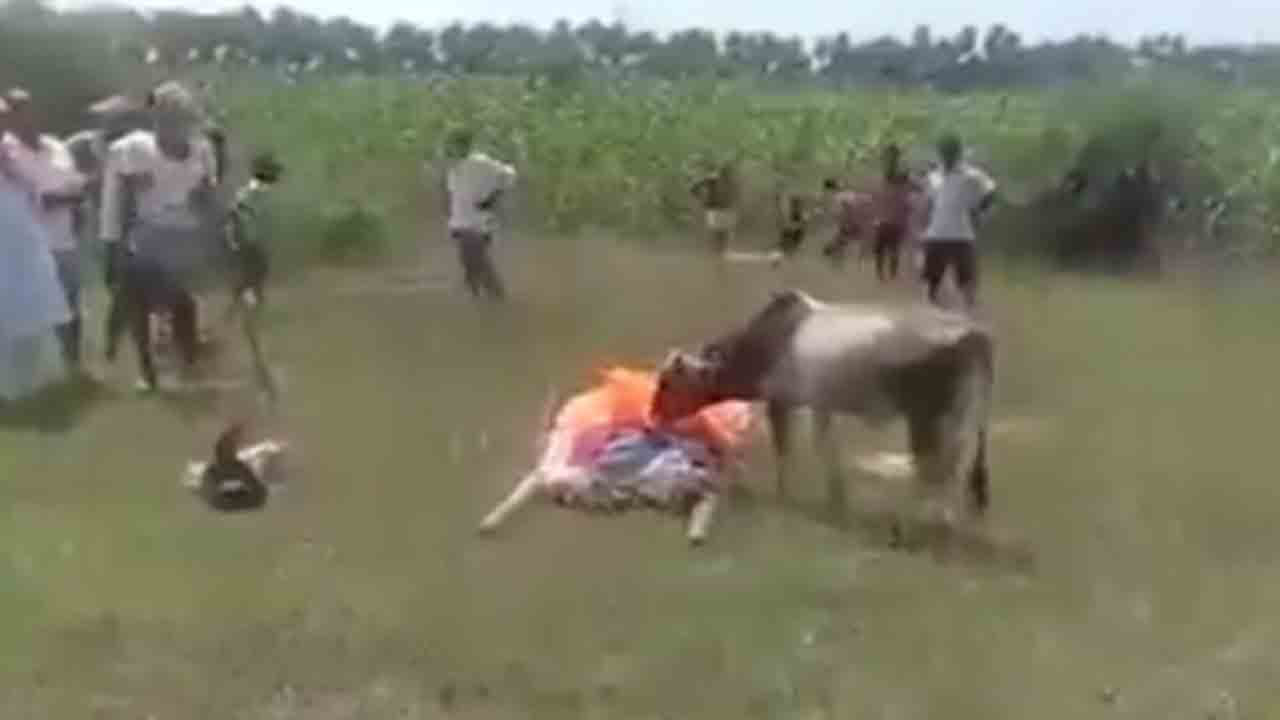 Viral Video: శ్మశానానికి పరుగెత్తి… మరణించిన యజమానికి దూడ కన్నీటి వీడ్కోలు