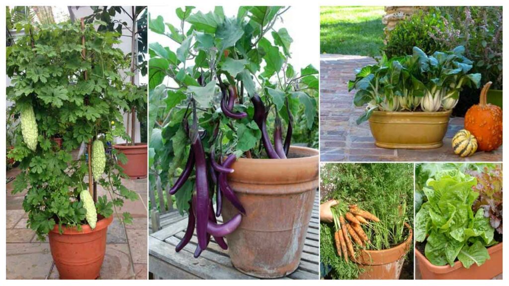 Container farming at home to get vegetable in 30 days
