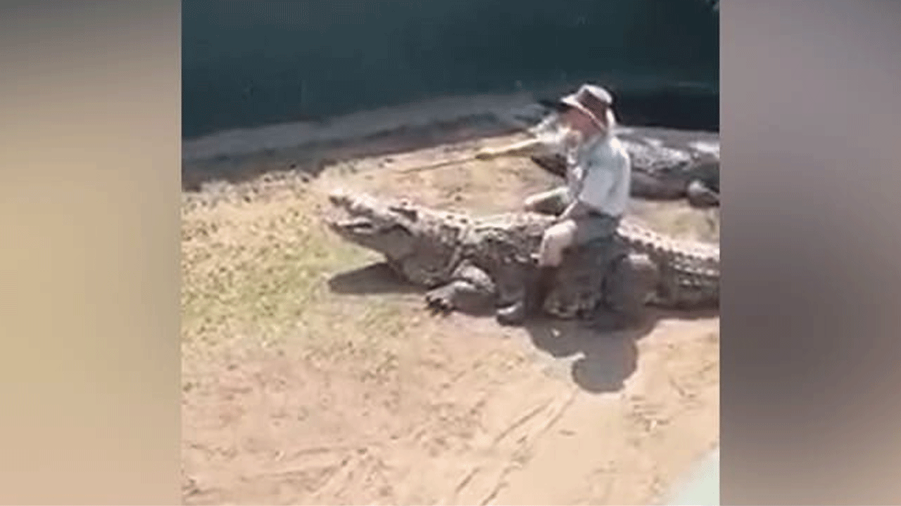 Crocodile | జూ కీపర్‌పై దాడి చేసిన భారీ మొసలి.. భయంతో కేకలేసిన టూరిస్టులు