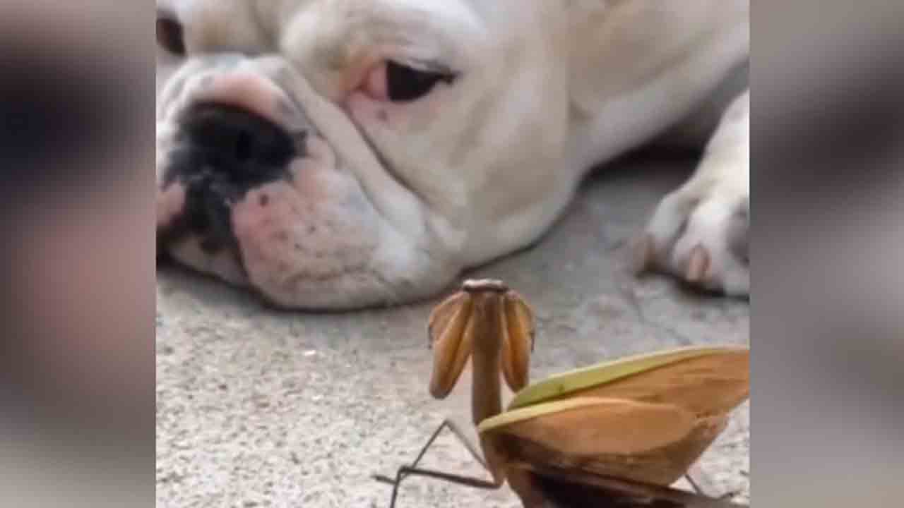 అలిగిన ఫ్రెండ్‌ను నవ్వించేందుకు.. డ్యాన్స్ చేసిన మిడుత.. వీడియో వైరల్