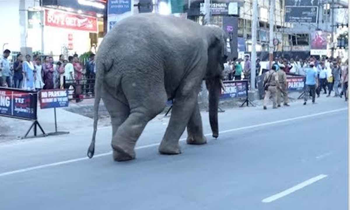 ఘోరం: వృద్ధురాలిని తొండంతో ఈడ్చికెళ్లి తొక్కి చంపిన ఏనుగు