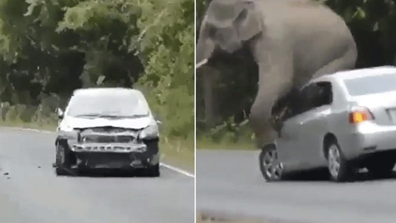 Elephant | ఏనుగుకు దురద పెడితే ఏం చేస్తుంది?.. నవ్వలేక చస్తున్న నెటిజన్లు