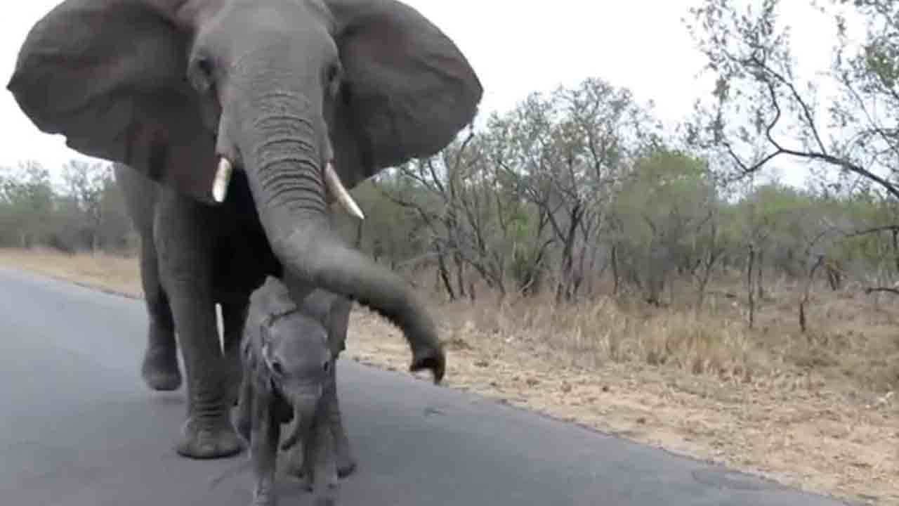 Viral Video | టూరిస్టుల దగ్గరకు వెళ్తున్న గున్నఏనుగు.. ఆ తల్లి ఏనుగు చేసిన పని వైరల్!