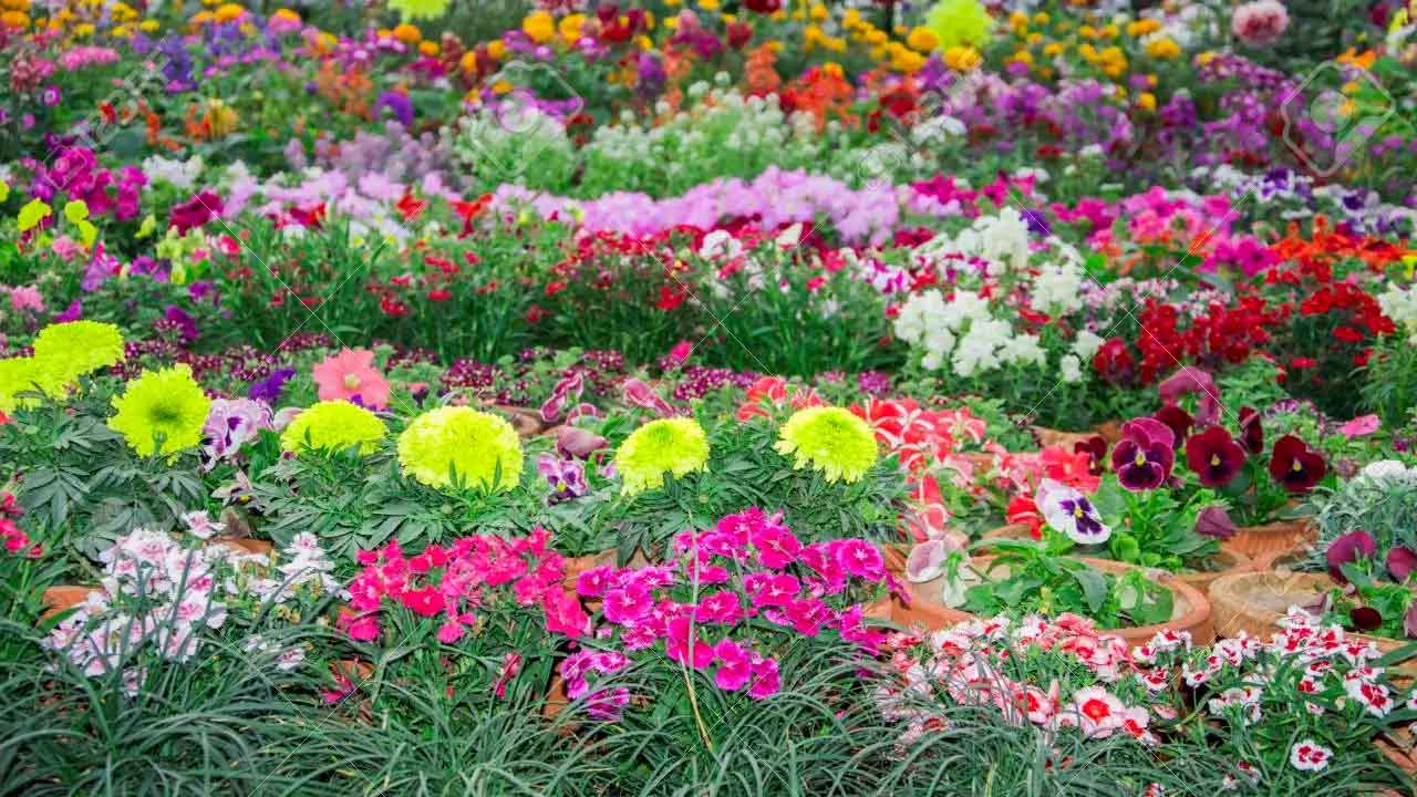 పూల మొక్కల పెంపకంలో మెళకువలు