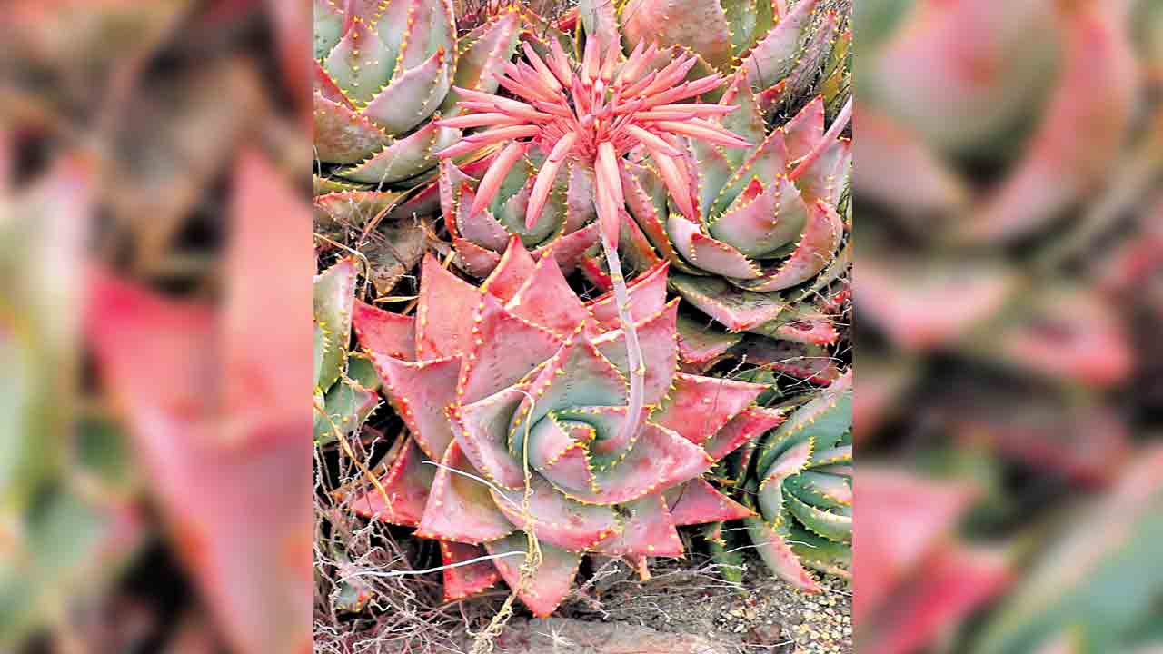 గులాబీ కలబంద!