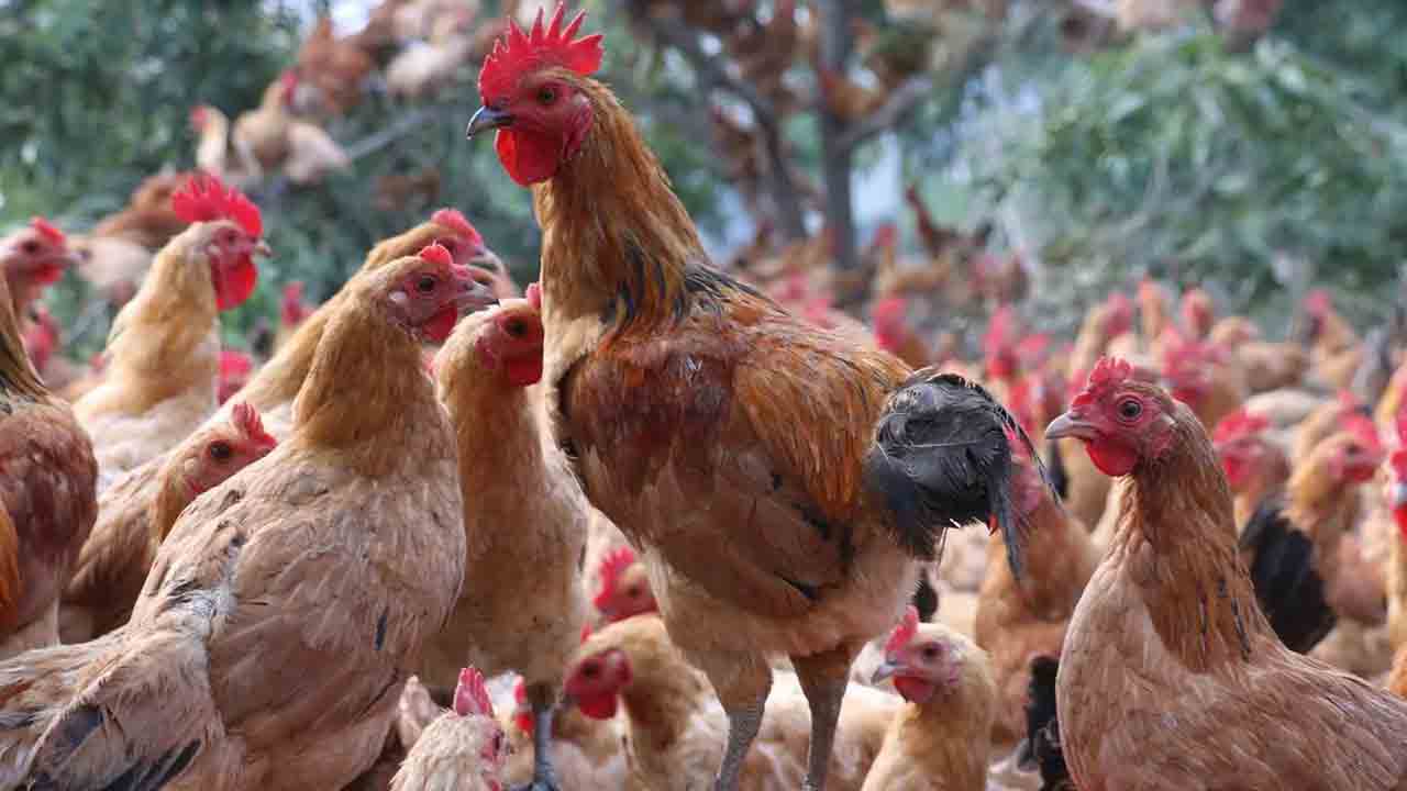 మారెక్స్‌తో మరణమే!