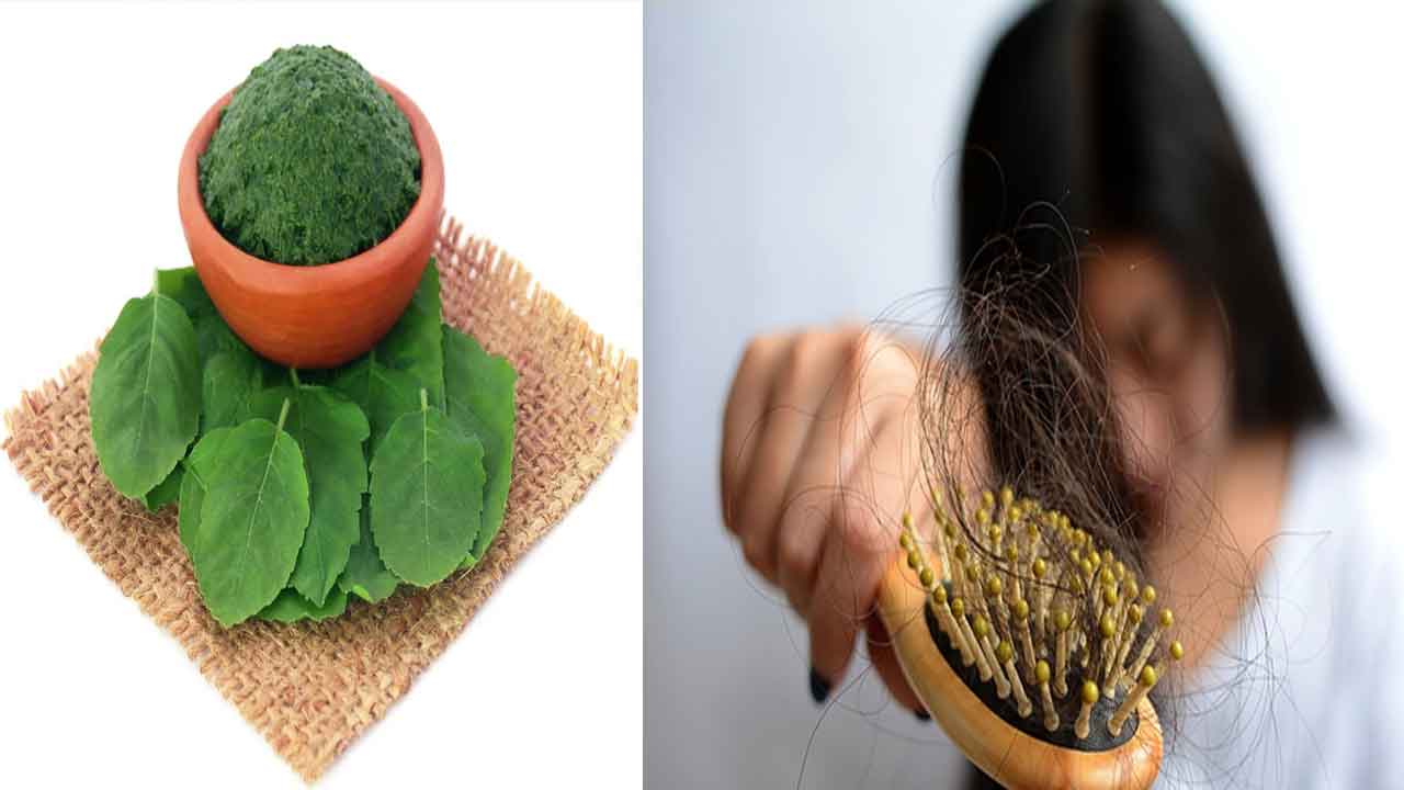 Beauty Tips | తులసి ఆకులతో జుట్టు రాలకుండా కాపాడుకోవచ్చు.. ఎలాగంటే..?