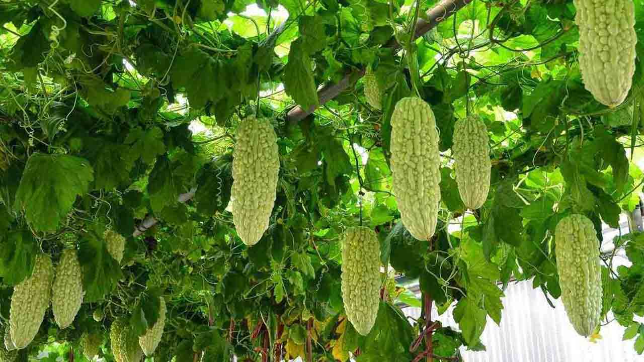 కాకరలో విత్తనోత్పత్తి