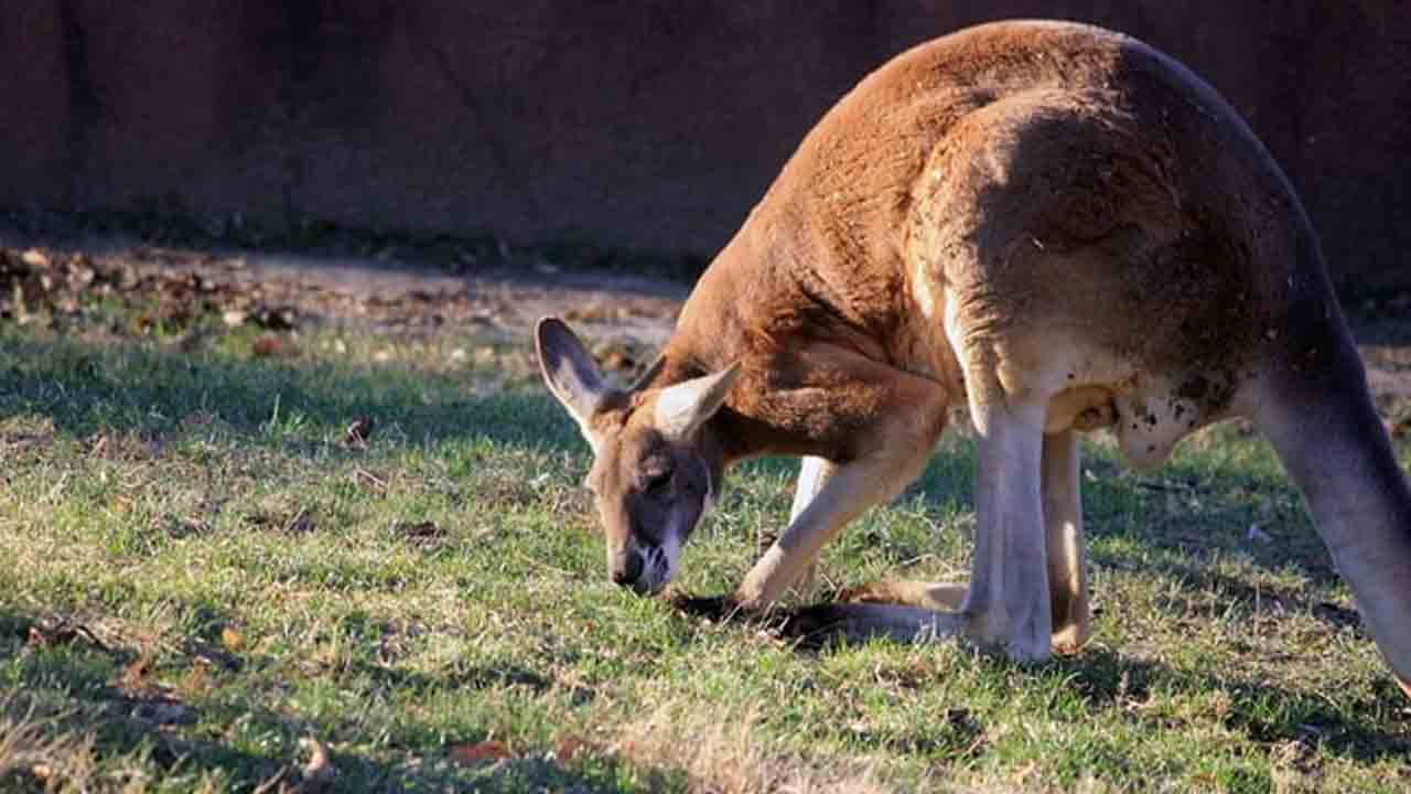 Kangaroo |  ప్రేమగా పెంచుకుంటే.. ప్రాణాలు తీసింది!