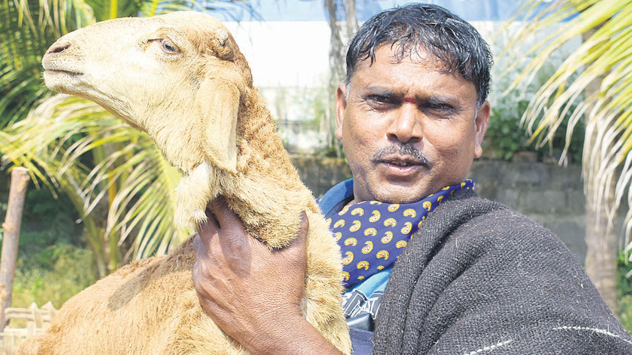 గొల్లకుర్మలకు రెండో విడుత గొర్రెలు