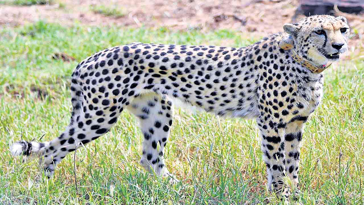 చీతాలు వచ్చేశాయ్‌