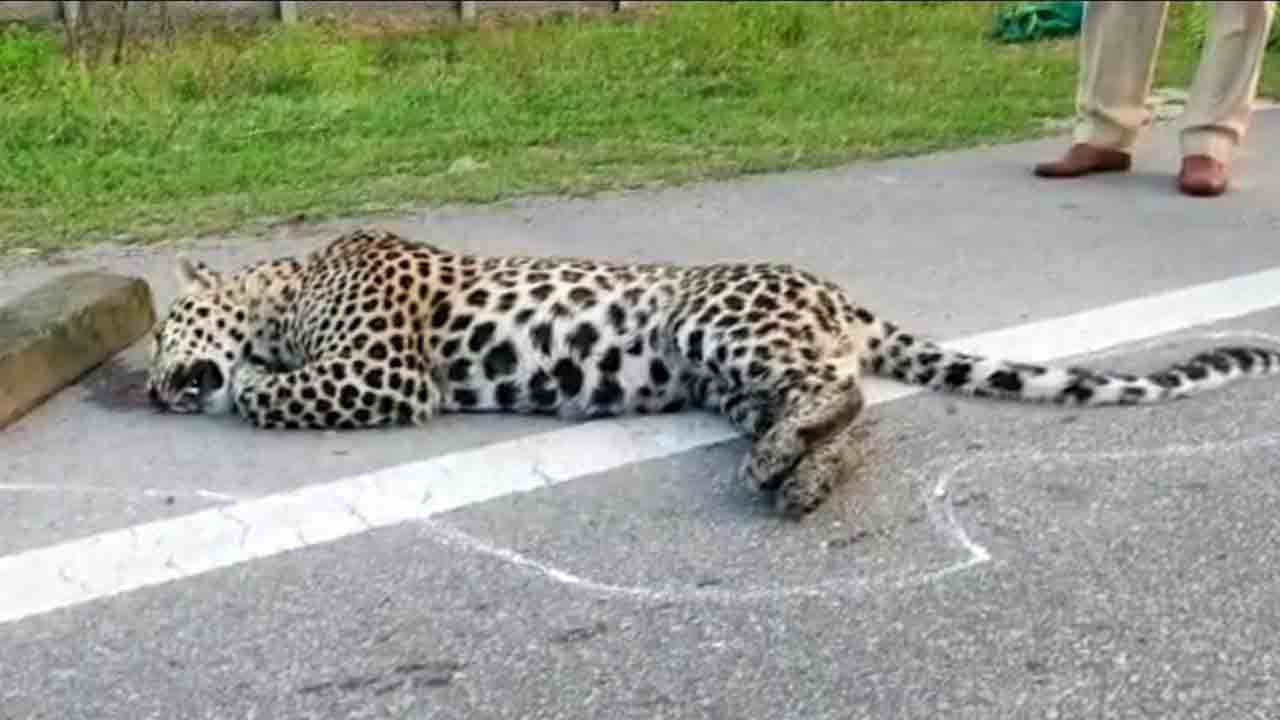 కామారెడ్డిలో గుర్తుతెలియని వాహనం ఢీకొని చిరుత మృతి