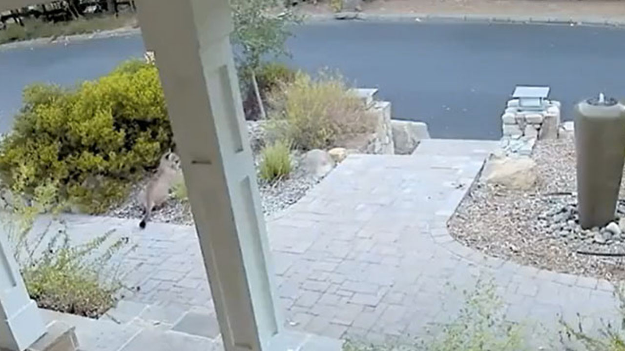 Lion | మహిళను చూసి భయంతో దాక్కున్న సింహం.. వీడియో వైరల్