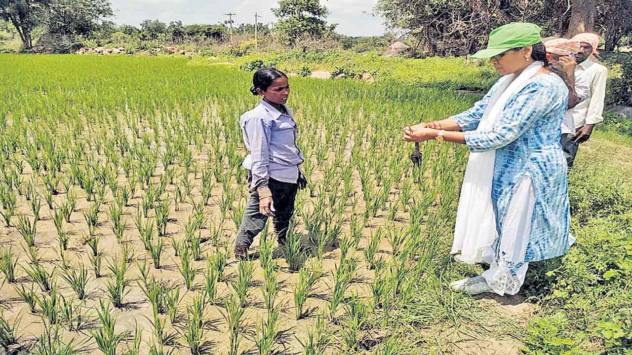 పక్కాగా.. పంట లెక్క