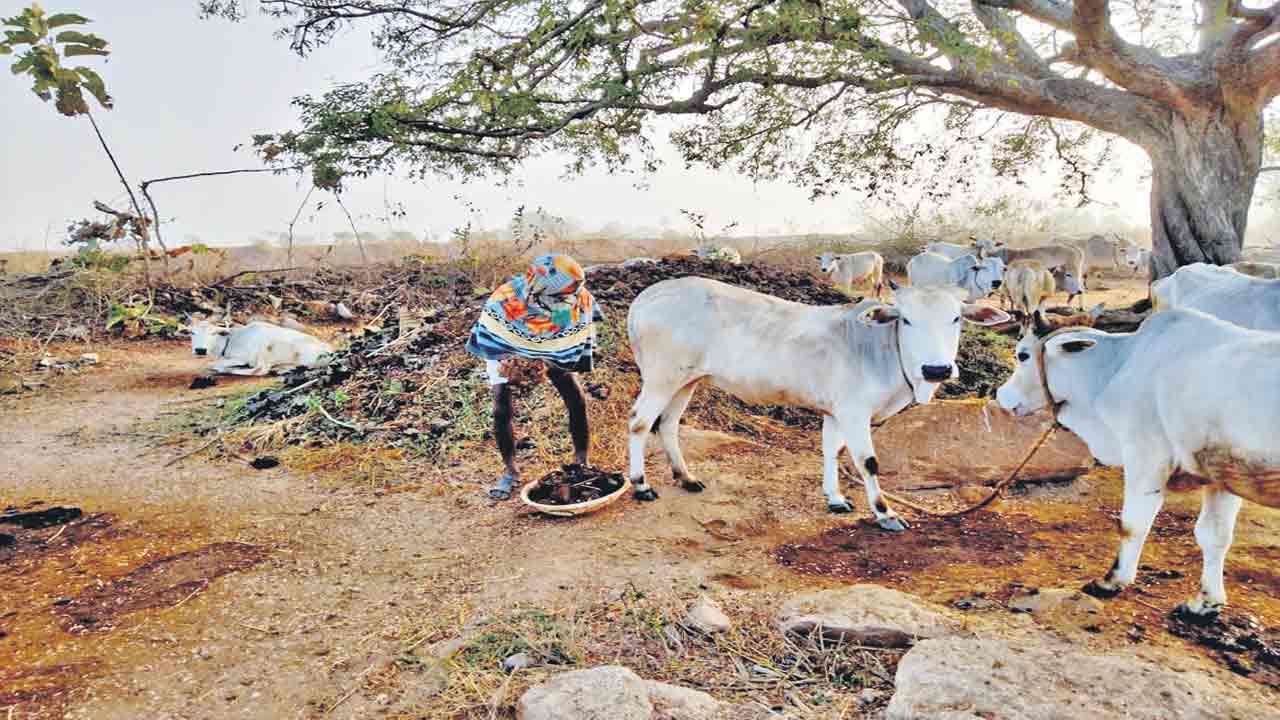 గోవుల సేవలో రాజయ్య