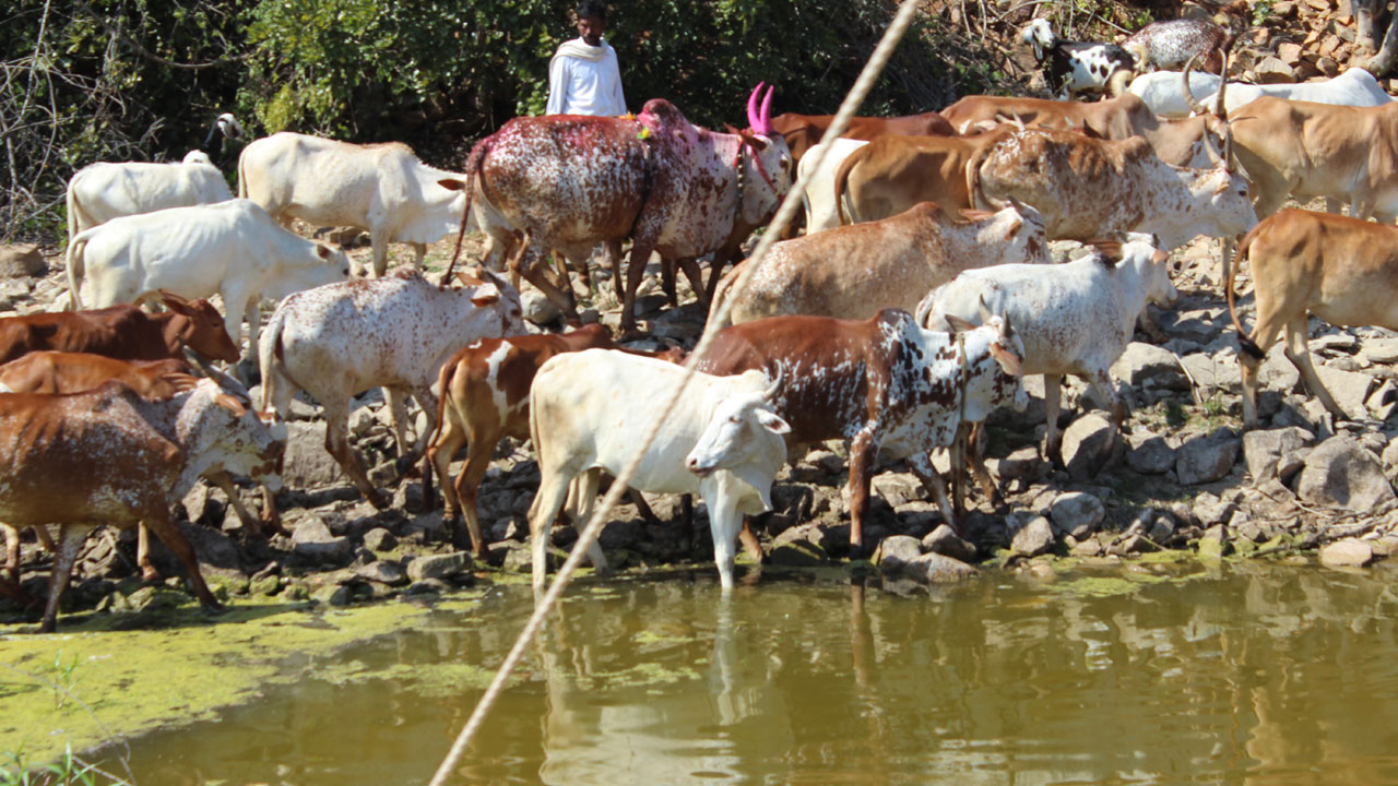 నల్లమల రాజసం