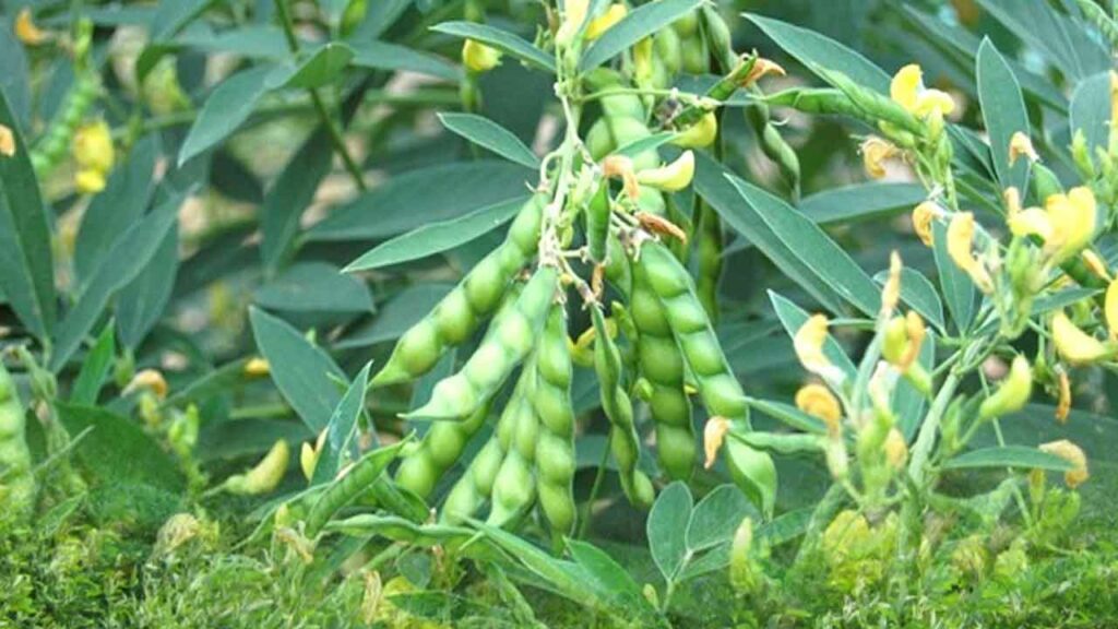 Management practices in toor daal cultivation